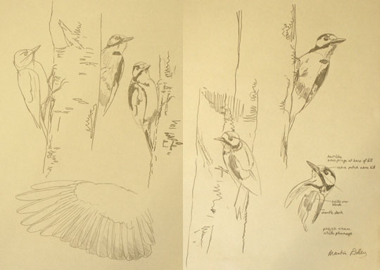 Great spotted woodpecker drawings by Martin Ridley